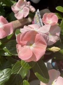 「ニチニチソウ『良く咲くアプリコット』」